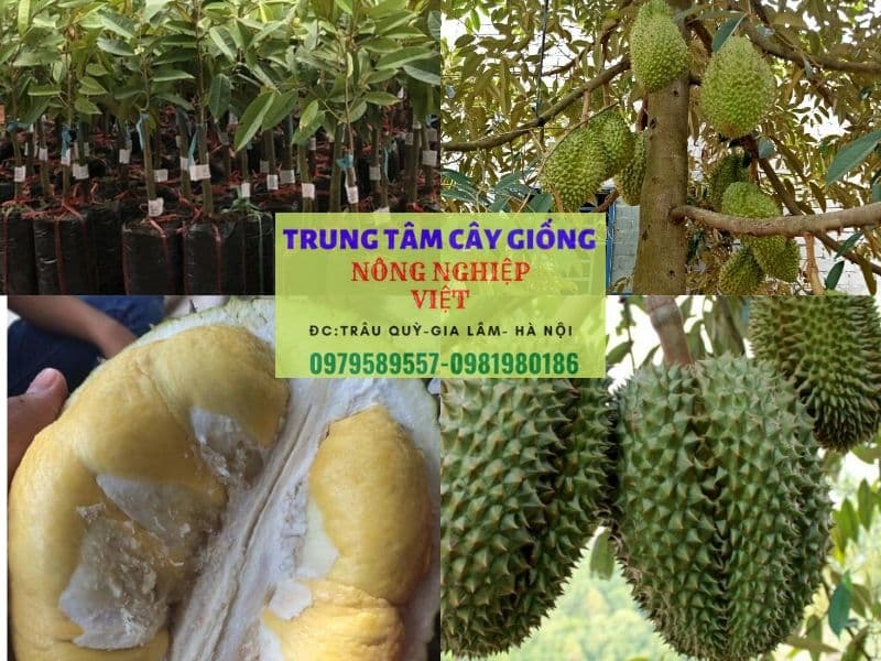 Cây Giống Sầu Riêng Thái Lan Ngon-Dễ Trồng-Dễ Bán