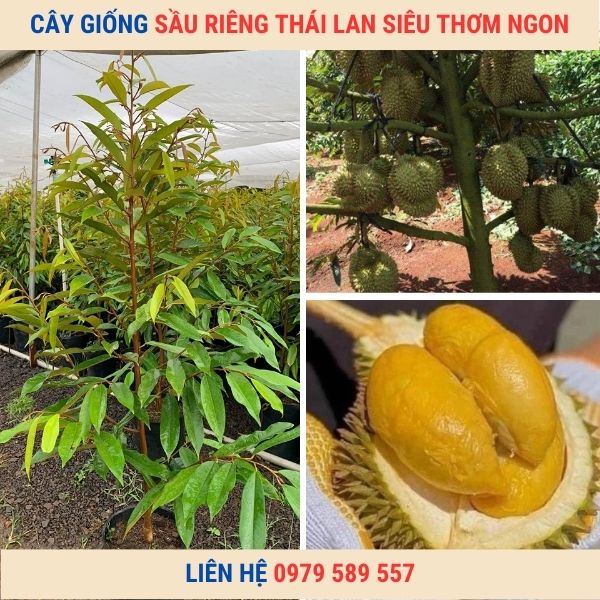 Cây Giống Sầu Riêng Thái Lan Ngon-Dễ Trồng-Dễ Bán