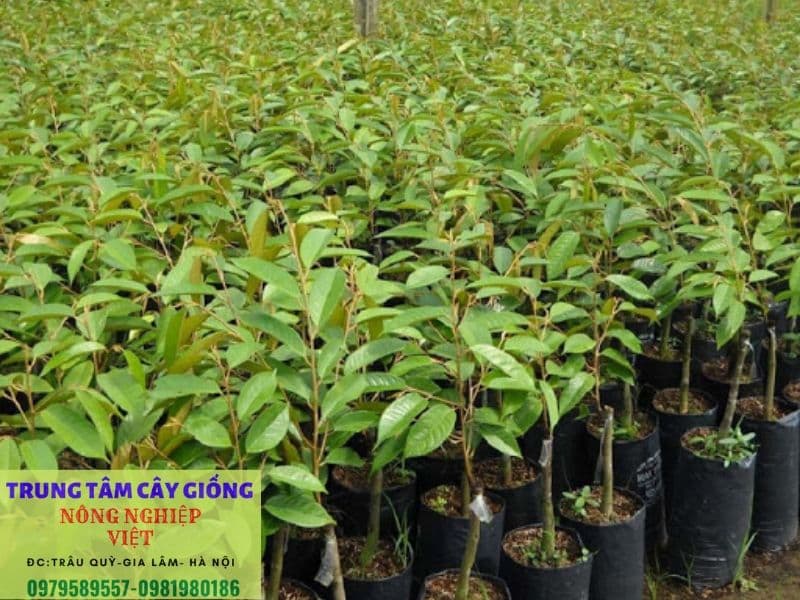 cay giong sau rieng thai