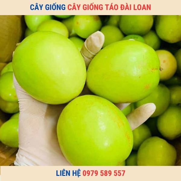 Giống Táo Đài Loan Quả To Siêu Giòn Ngọt Dễ Trồng Cho Thu Hoach Sau 6 Tháng