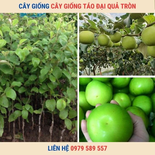 Giống Táo Đại - Cây giống Học viện Nông Nghiệp