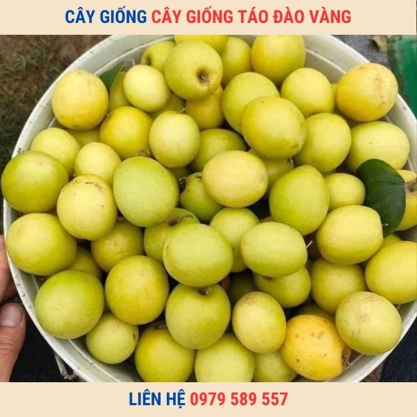 Giống Táo Đào Vàng- Cây giống Học viện Nông Nghiệp