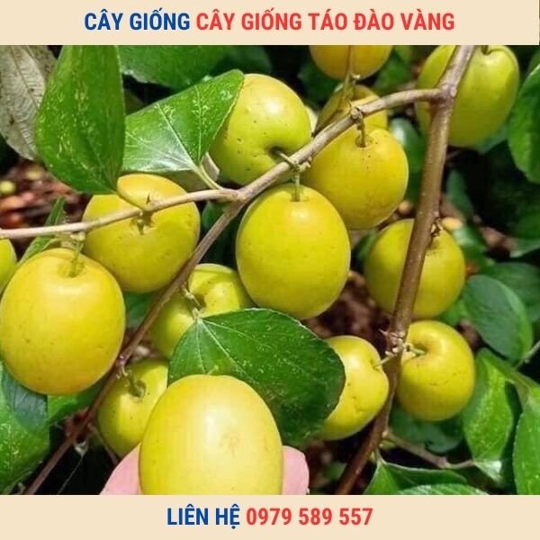 Giống Táo Đào Vàng- Cây giống Học viện Nông Nghiệp