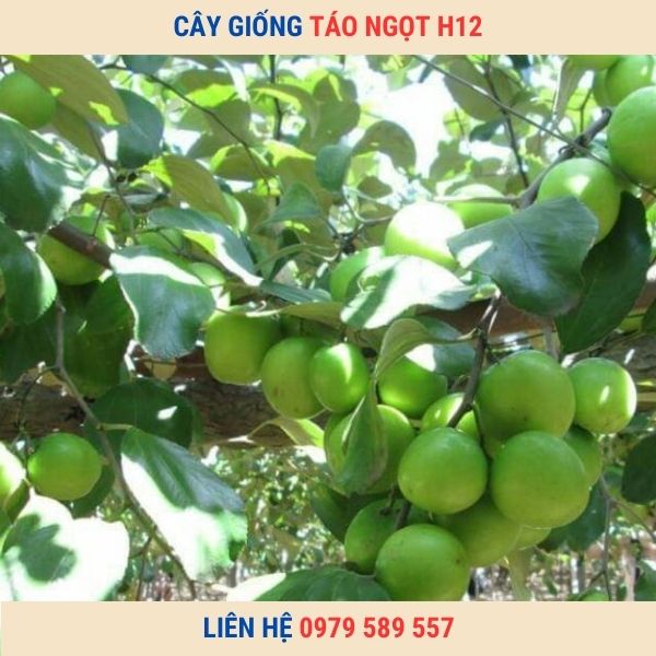Cây Táo Ngọt H12- Cây giống Học viện Nông Nghiệp