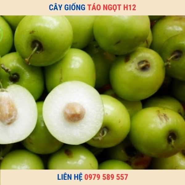Cây Táo Ngọt H12- Cây giống Học viện Nông Nghiệp