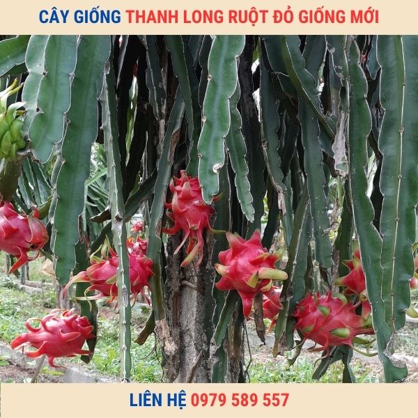 Giống Thanh Long Ruột Đỏ Giống Mới Hướng Dẫn Cách Trồng Chăm Sóc