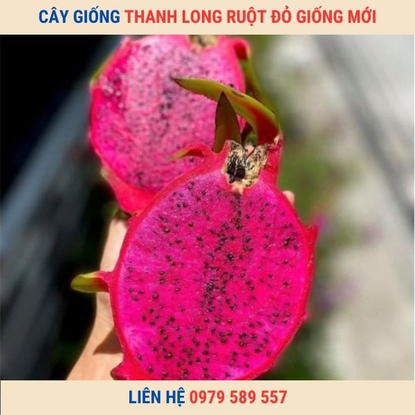 Giống Thanh Long Ruột Đỏ Giống Mới Hướng Dẫn Cách Trồng Chăm Sóc