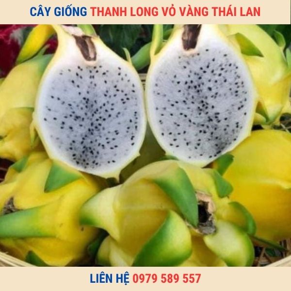 Giống Thanh Long Vỏ Vàng Thái Lan Hướng Dẫn Trồng Chăm Sóc
