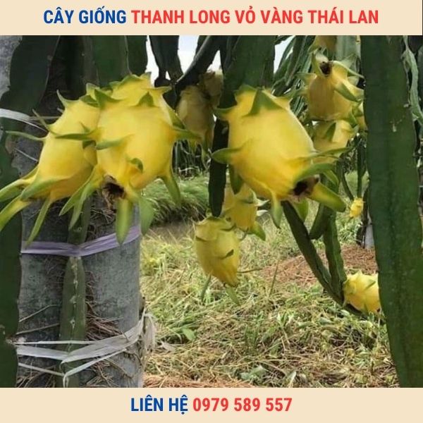 Giống Thanh Long Vỏ Vàng Thái Lan Hướng Dẫn Trồng Chăm Sóc