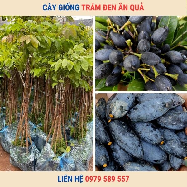 Cây giống trám đen - hướng dẫn cách trồng và chăm sóc