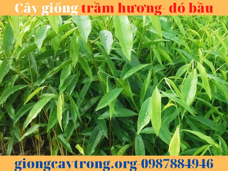 Cây giống trầm hương- cây dó bầu. Cách trồng và khai thác