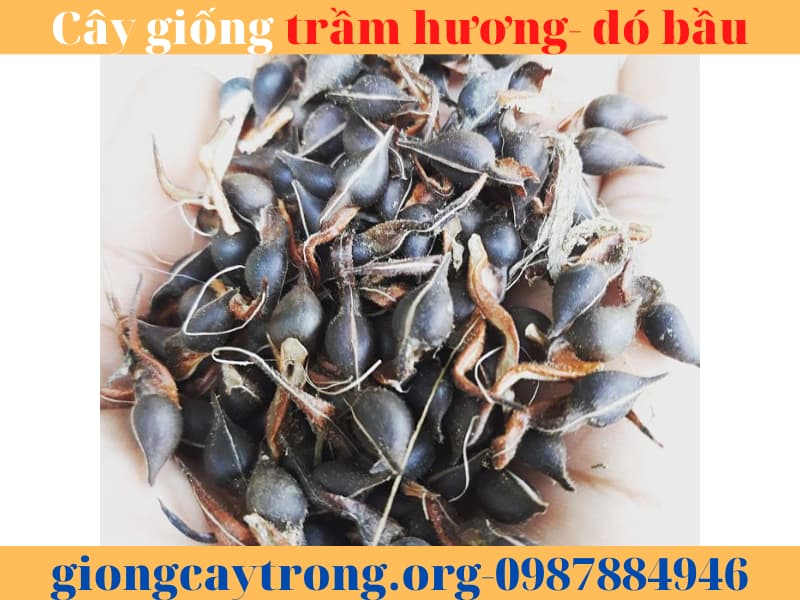 cây giống trầm hương (13)