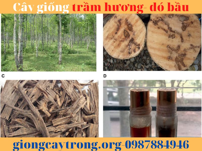 Cây giống trầm hương- cây dó bầu. Cách trồng và khai thác