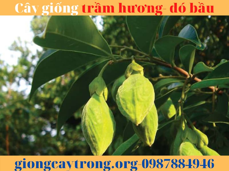 cây giống trầm hương (4)