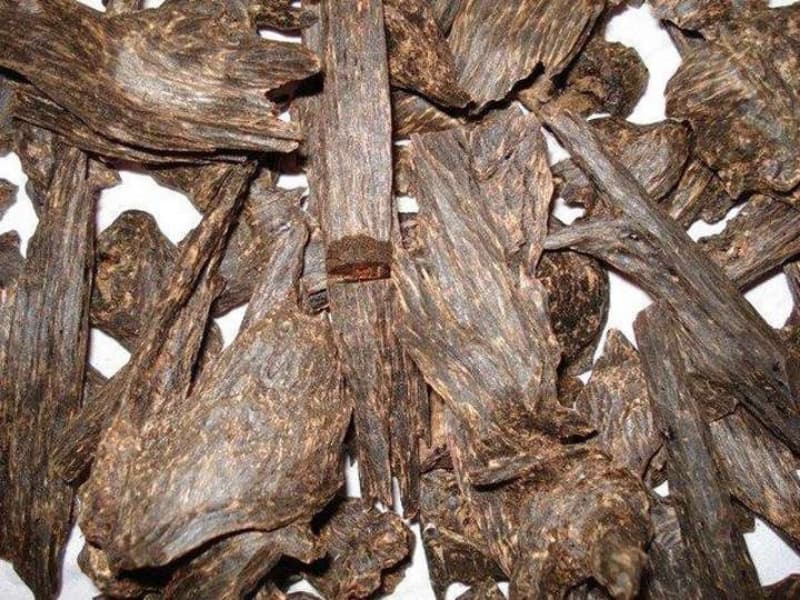Cây giống trầm hương- cây dó bầu. Cách trồng và khai thác
