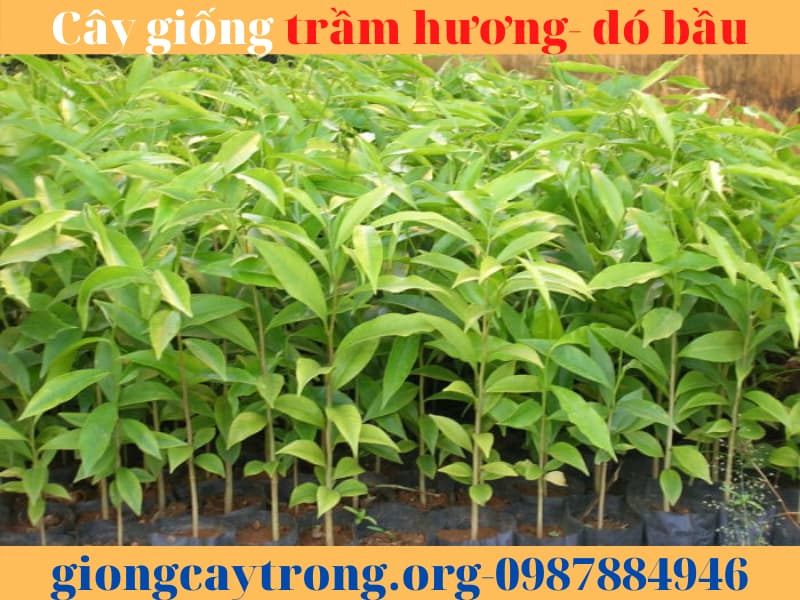 Cây giống trầm hương- cây dó bầu. Cách trồng và khai thác