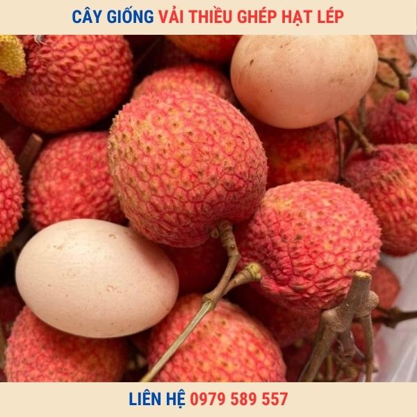 Cây giống vải thiều Thanh Hà ghép Hướng Dẫn Trồng Chăm Sóc