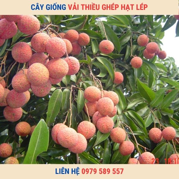 Cây giống vải thiều Thanh Hà ghép Hướng Dẫn Trồng Chăm Sóc