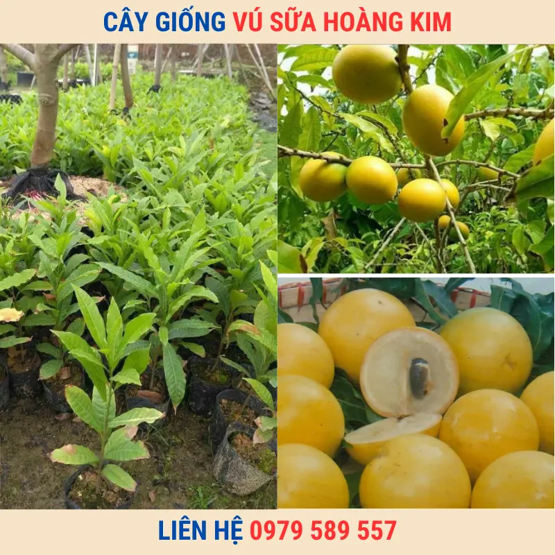 Cây giống vú sữa Hoàng Kim | Trung tâm giống Nông Nghiệp Việt