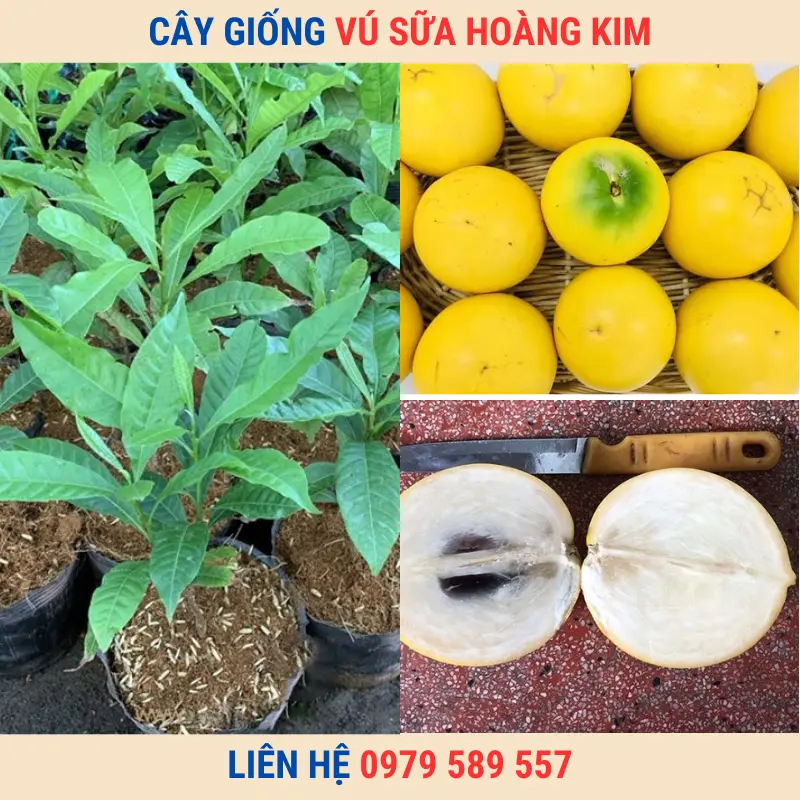 Cây giống vú sữa Hoàng Kim | Trung tâm giống Nông Nghiệp Việt