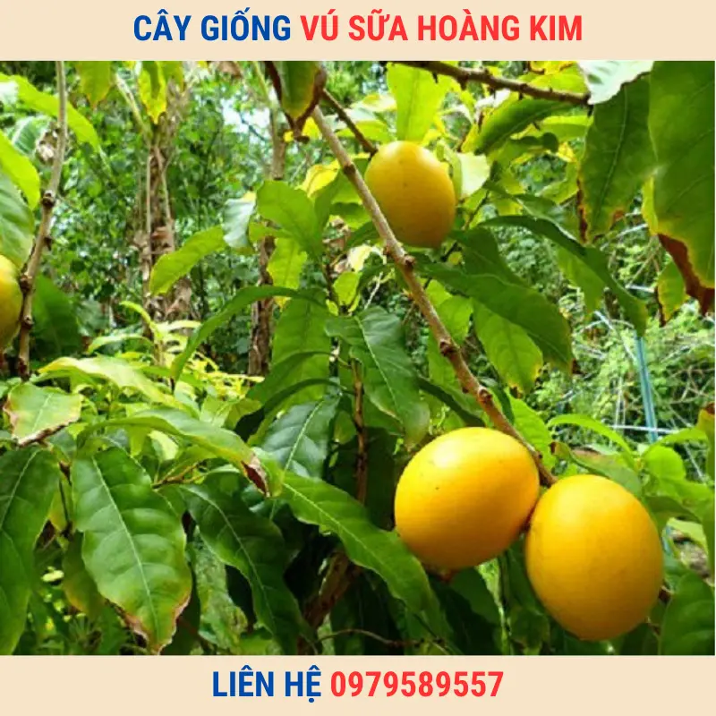 Cây giống vú sữa Hoàng Kim | Trung tâm giống Nông Nghiệp Việt