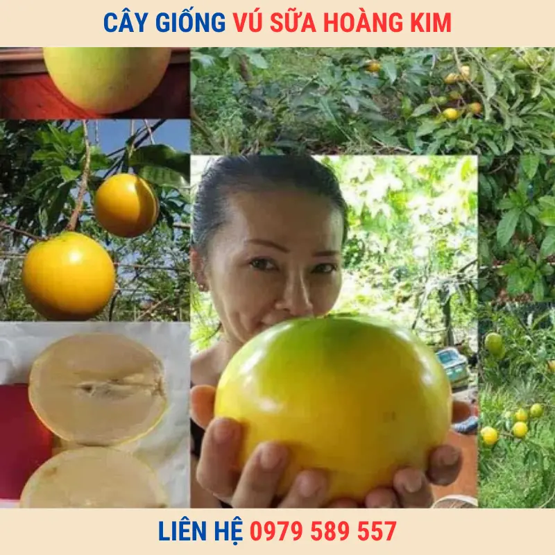 Cây giống vú sữa Hoàng Kim | Trung tâm giống Nông Nghiệp Việt