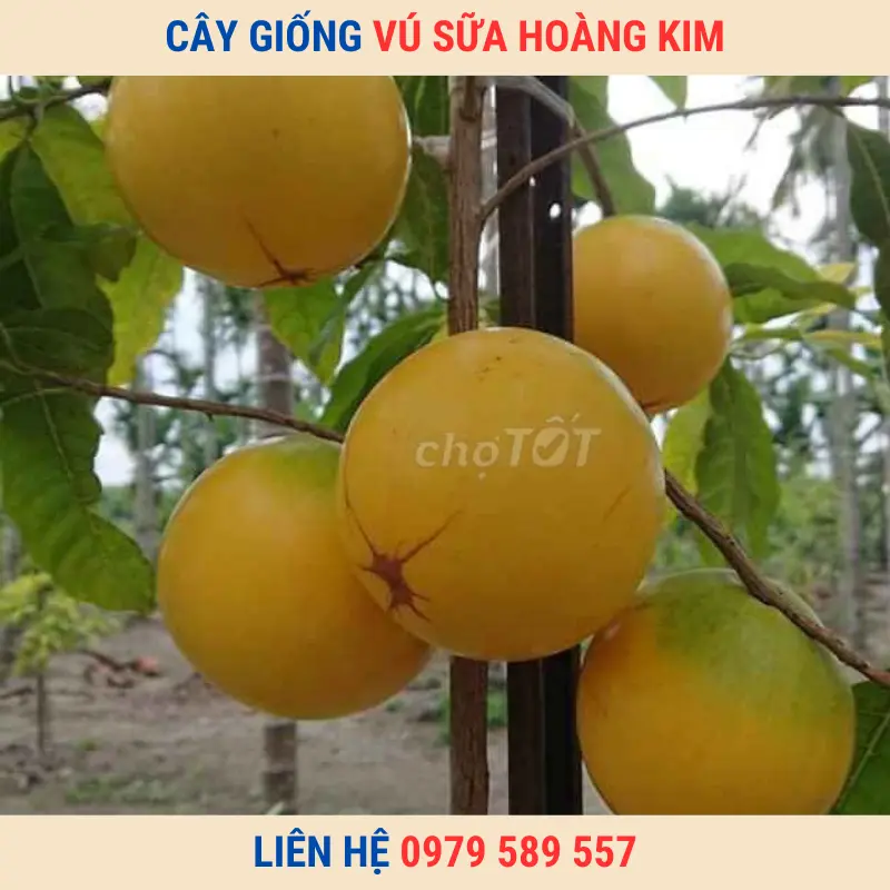 Cây giống vú sữa Hoàng Kim | Trung tâm giống Nông Nghiệp Việt