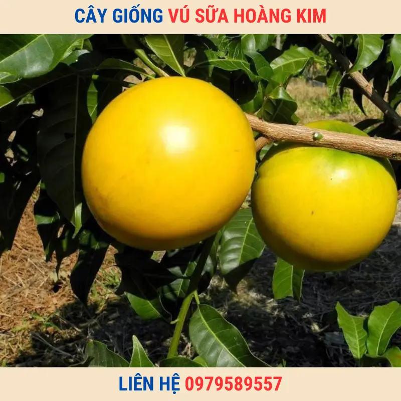 Cây giống vú sữa Hoàng Kim | Trung tâm giống Nông Nghiệp Việt