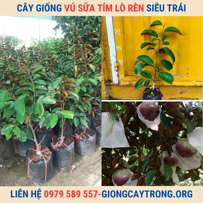 Cây giống vú sữa Lò Rèn tím - Giống chuẩn chất lượng kinh tế cao.