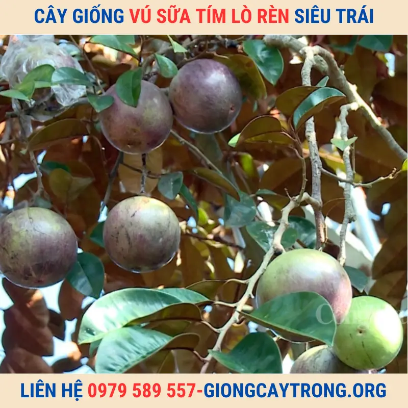 Cây giống vú sữa Lò Rèn tím - Giống chuẩn chất lượng kinh tế cao.