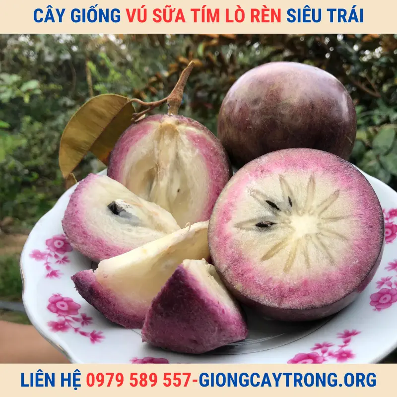 Cây giống vú sữa Lò Rèn tím - Giống chuẩn chất lượng kinh tế cao.