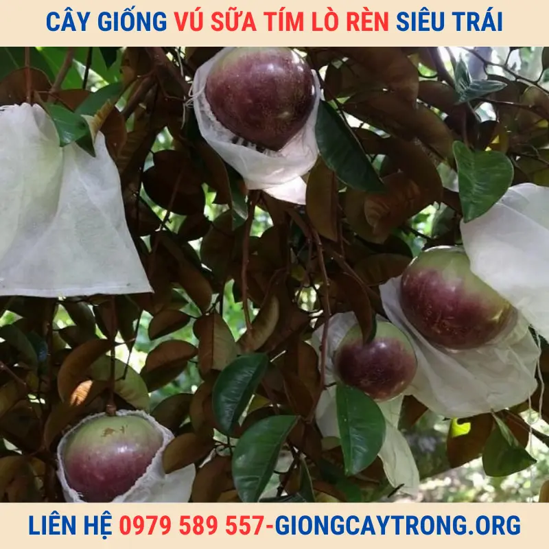 Cây giống vú sữa Lò Rèn tím - Giống chuẩn chất lượng kinh tế cao.