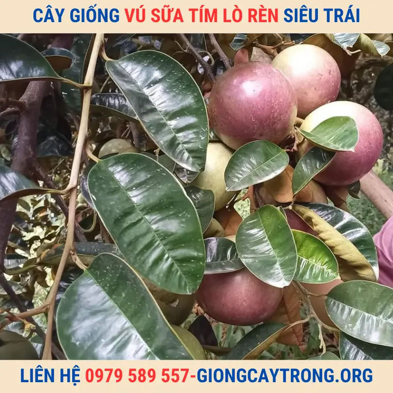 Cây giống vú sữa Lò Rèn tím - Giống chuẩn chất lượng kinh tế cao.