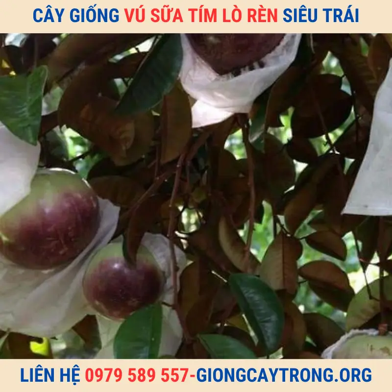 Cây giống vú sữa Lò Rèn tím - Giống chuẩn chất lượng kinh tế cao.