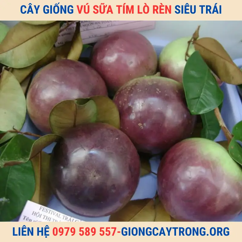 Cây giống vú sữa Lò Rèn tím - Giống chuẩn chất lượng kinh tế cao.