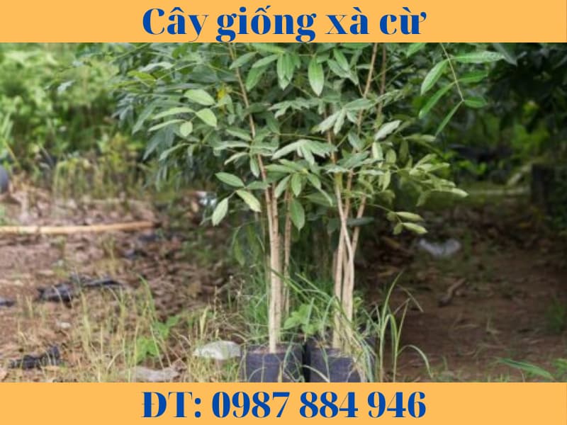 Cây giống xà cừ câ sọ khỉ-hướng dẫn cách trồng và chăm sóc.