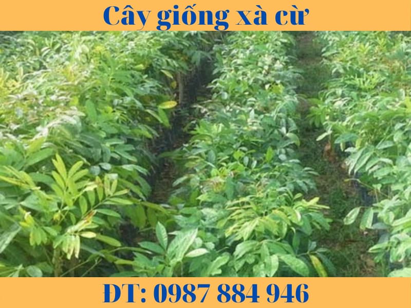 Cây giống xà cừ câ sọ khỉ-hướng dẫn cách trồng và chăm sóc.