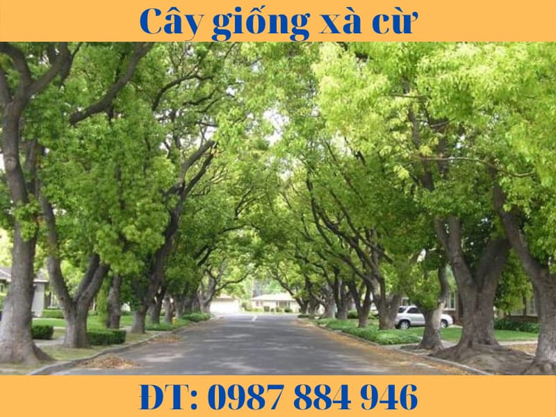 cây giống xà cừ (2)
