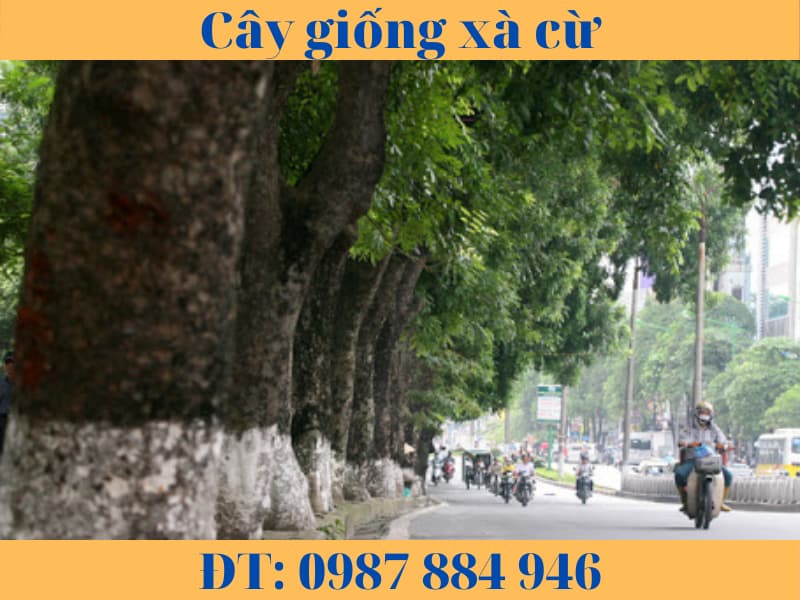 cây giống xà cừ (3)