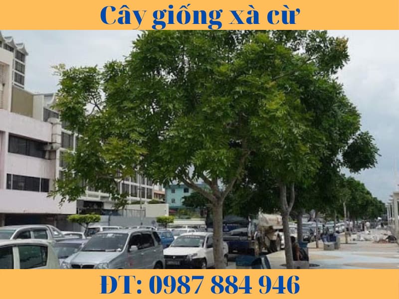 cây giống xà cừ (4)
