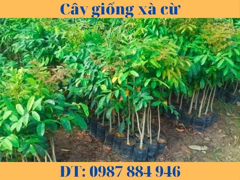 Cây giống xà cừ câ sọ khỉ-hướng dẫn cách trồng và chăm sóc.