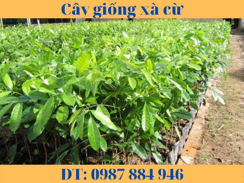 Cây giống xà cừ câ sọ khỉ-hướng dẫn cách trồng và chăm sóc.