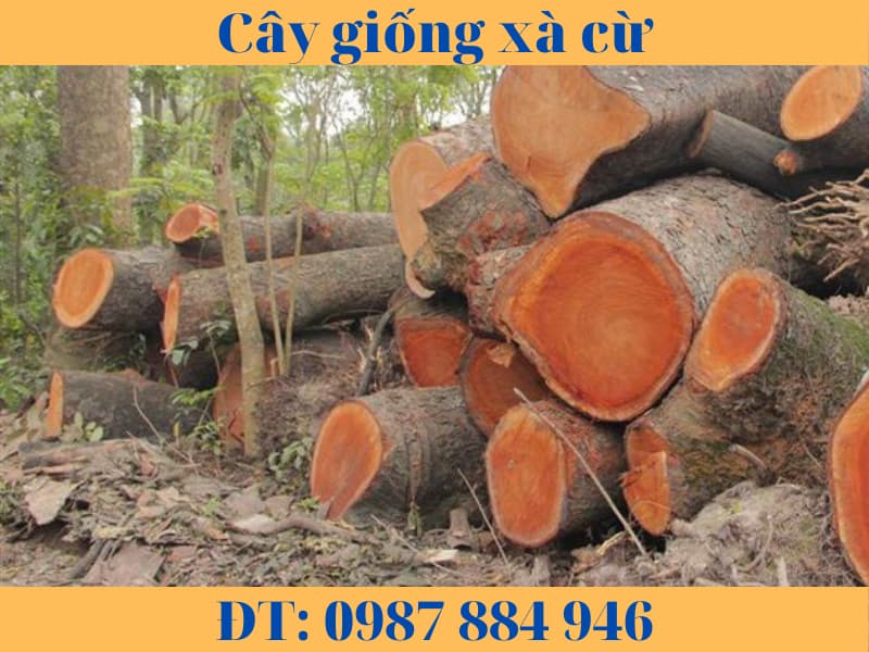 cây giống xà cừ (7)
