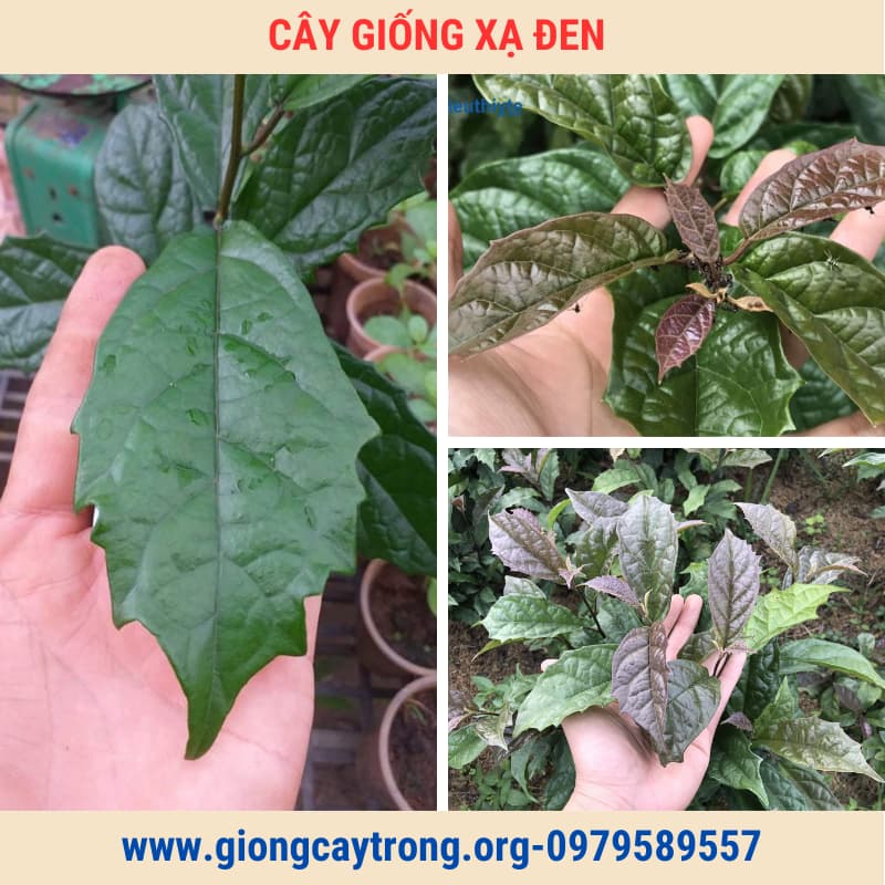 Cây Xạ Đen Giống Chuẩn Có Bảo Hành - Vườn Ươm Nông Nghiệp Việt