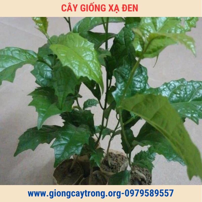 Cây giống xạ đen (5)