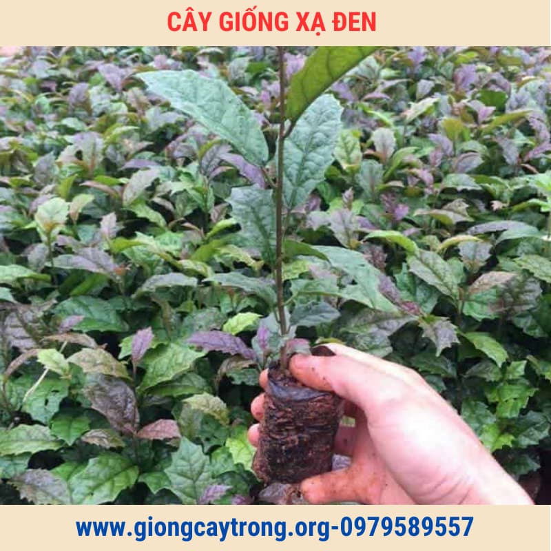 Cây giống xạ đen (7)