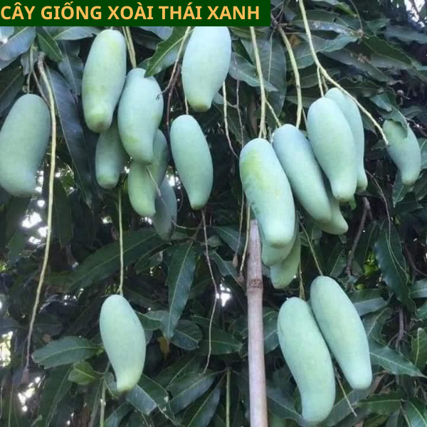 Cây giống xoài Thái xanh ăn ngọt mát dễ trồng cho quả sau 1 năm