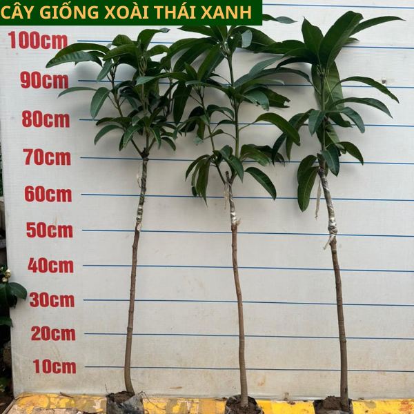 Cây giống xoài Thái Lan vỏ xanh ăn giòn ngọt mát dễ trồng cho quả sau 1 năm