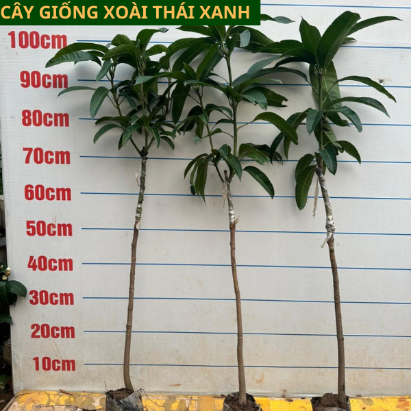 Cây giống xoài Thái xanh ăn ngọt mát dễ trồng cho quả sau 1 năm