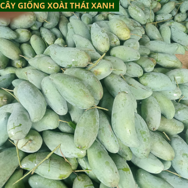 Cây giống xoài Thái Lan vỏ xanh ăn giòn ngọt mát dễ trồng cho quả sau 1 năm